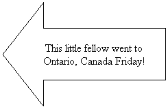 Left Arrow: This little fellow went to Ontario, Canada Friday!

